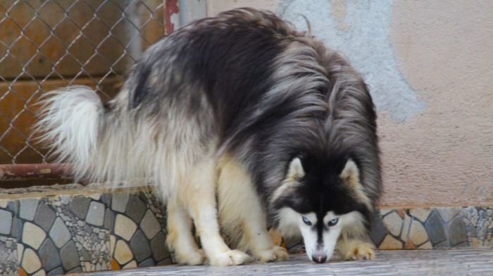 DogsIndia.com Siberian Husky Dr. Taranath