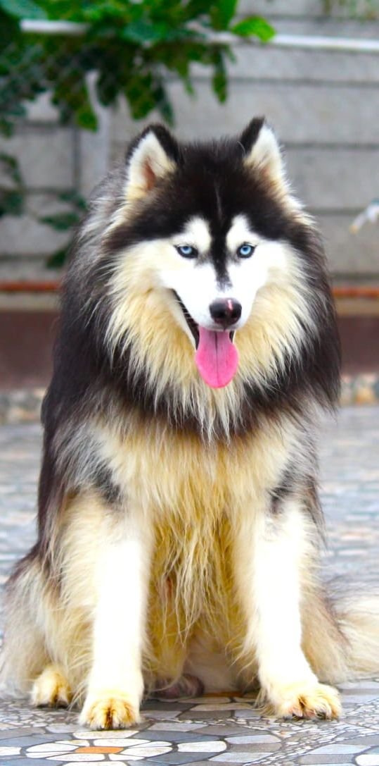 DogsIndia.com Siberian Husky Dr. Taranath