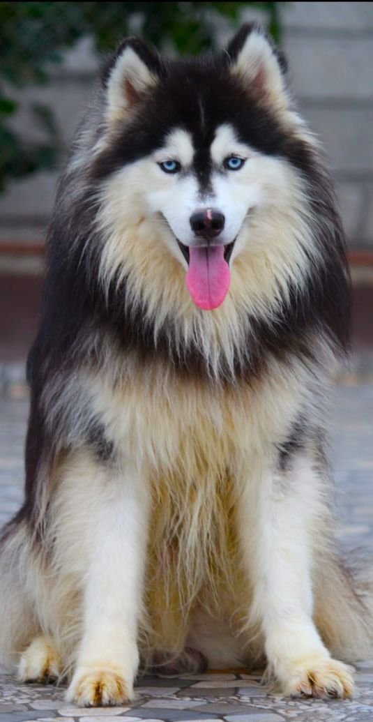DogsIndia.com Siberian Husky Dr. Taranath