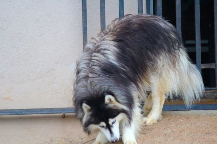 DogsIndia.com Siberian Husky Dr. Taranath