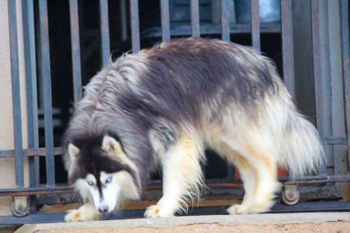 DogsIndia.com Siberian Husky Dr. Taranath