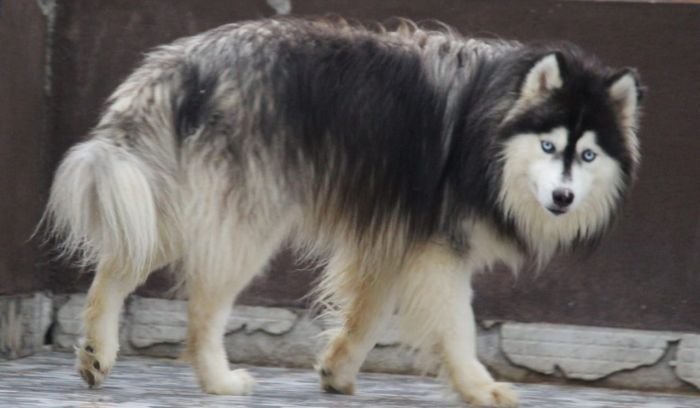 DogsIndia.com Siberian Husky Dr. Taranath