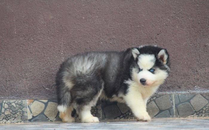 DogsIndia.com Siberian Husky Dr. Taranath
