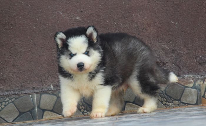 DogsIndia.com Siberian Husky Dr. Taranath