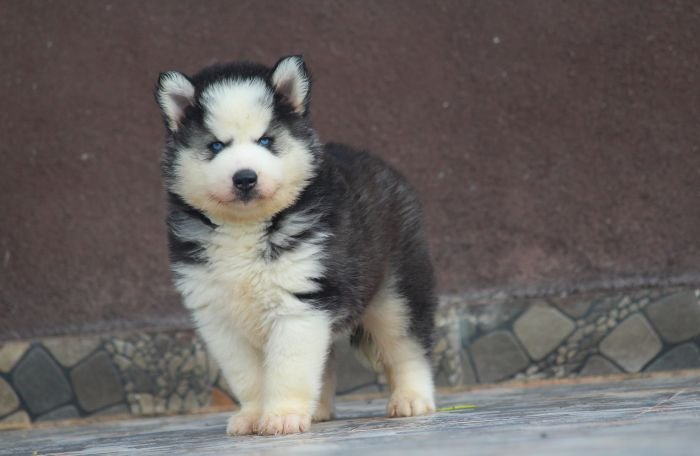 DogsIndia.com Siberian Husky Dr. Taranath