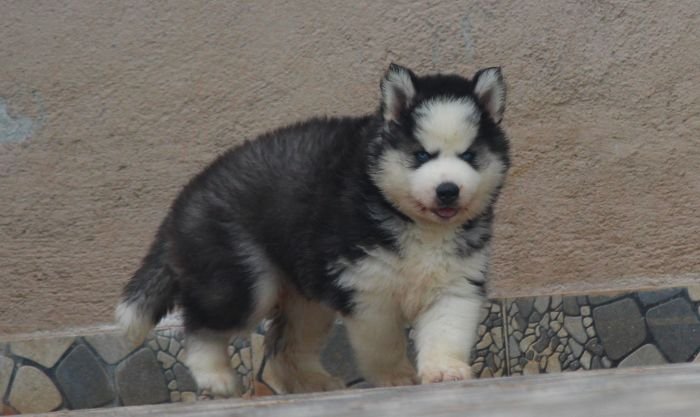 DogsIndia.com Siberian Husky Dr. Taranath