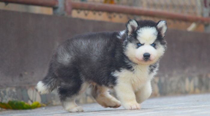 DogsIndia.com Siberian Husky Dr. Taranath