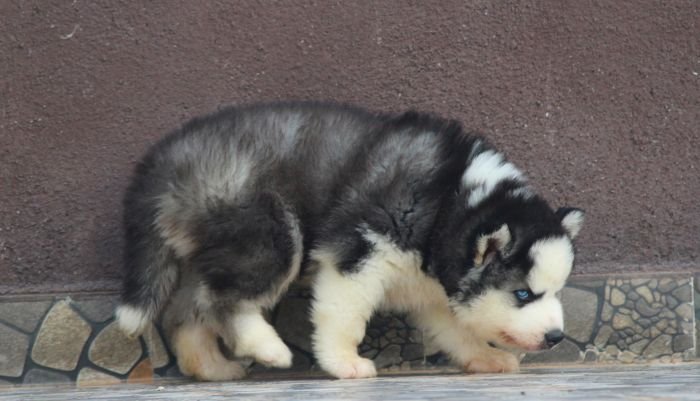 DogsIndia.com Siberian Husky Dr. Taranath