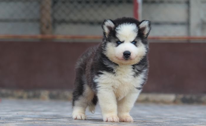 DogsIndia.com Siberian Husky Dr. Taranath