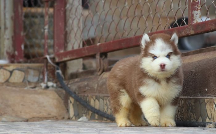 DogsIndia.com Siberian Husky Dr. Taranath