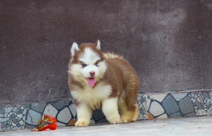 DogsIndia.com Siberian Husky Dr. Taranath