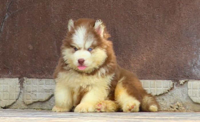 DogsIndia.com Siberian Husky Dr. Taranath