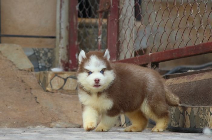 DogsIndia.com Siberian Husky Dr. Taranath