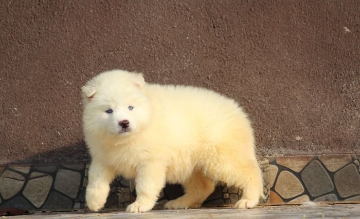DogsIndia.com Siberian Husky Dr. Taranath