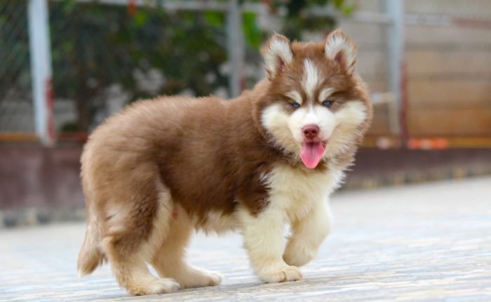 DogsIndia.com Siberian Husky Dr. Taranath