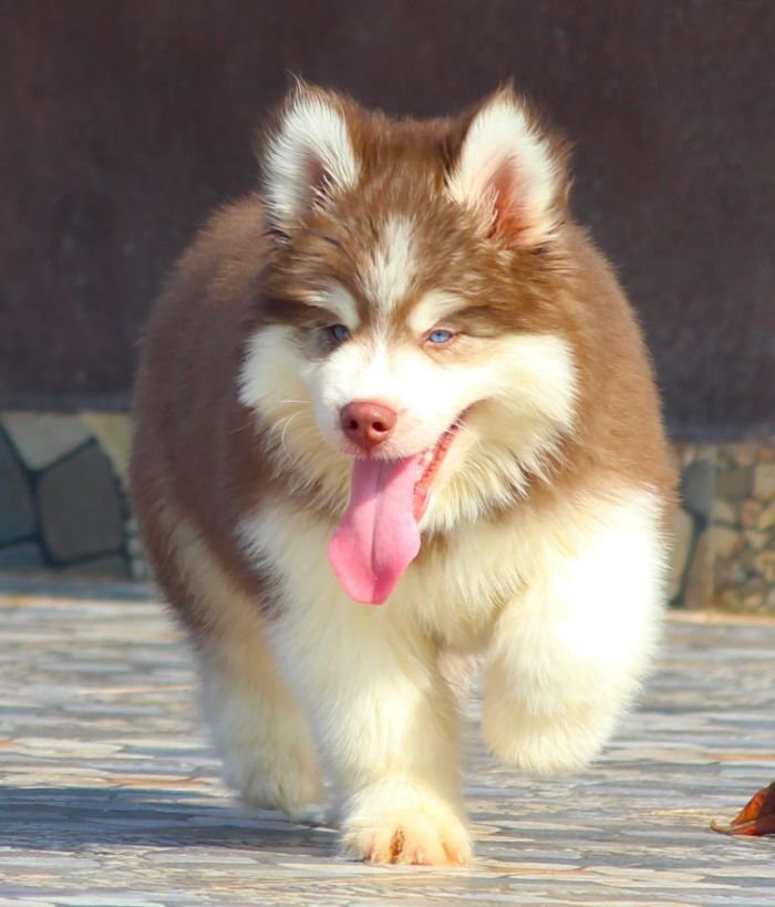 DogsIndia.com Siberian Husky Dr. Taranath