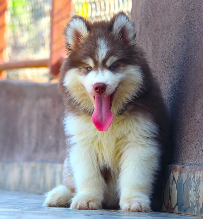 DogsIndia.com Siberian Husky Dr. Taranath