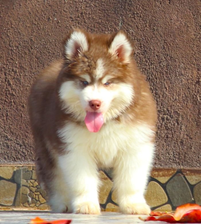 DogsIndia.com Siberian Husky Dr. Taranath