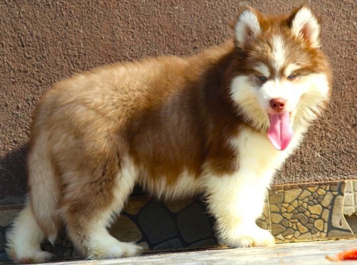 DogsIndia.com Siberian Husky Dr. Taranath