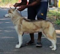 DogsIndia.com - Siberian Husky - Candy Paw's Kennel - Suraj