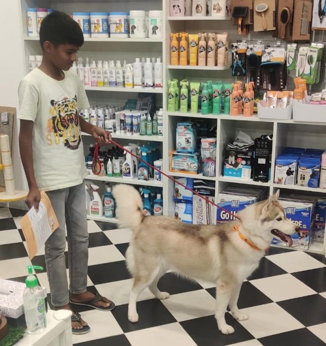 DogsIndia.com - Siberian Husky - Candy Paw's Kennel - Suraj