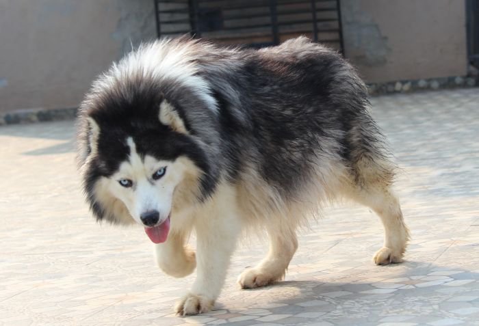 DogsIndia.com - Siberian Husky - Dr. Taranath