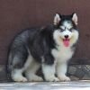 DogsIndia.com  Siberian Husky  Dr. Taranath