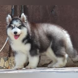 DogsIndia.com  Siberian Husky  Dr. Taranath