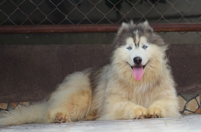 DogsIndia.com - Siberian Husky - Dr. Taranath