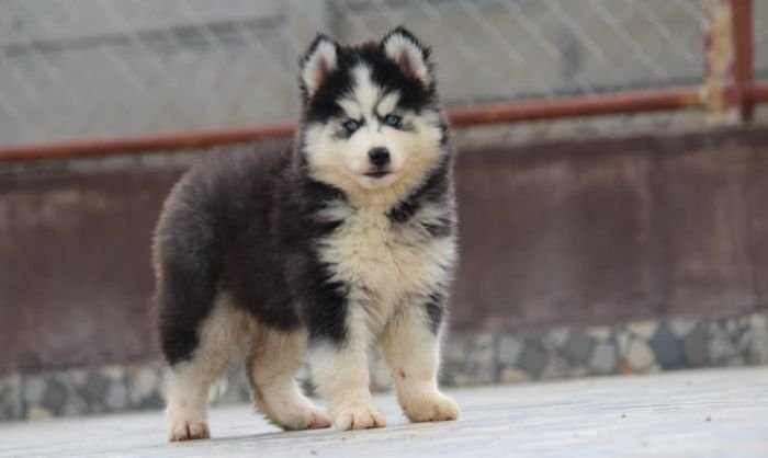 DogsIndia.com - Siberian Husky - Dr. Taranath