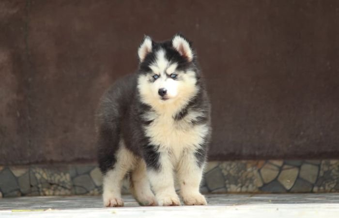 DogsIndia.com - Siberian Husky - Dr. Taranath