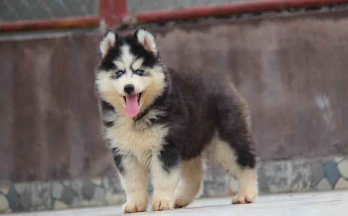 DogsIndia.com - Siberian Husky - Dr. Taranath