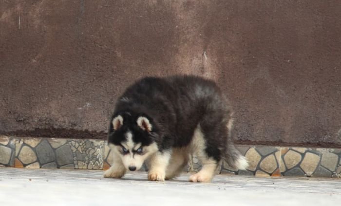 DogsIndia.com - Siberian Husky - Dr. Taranath