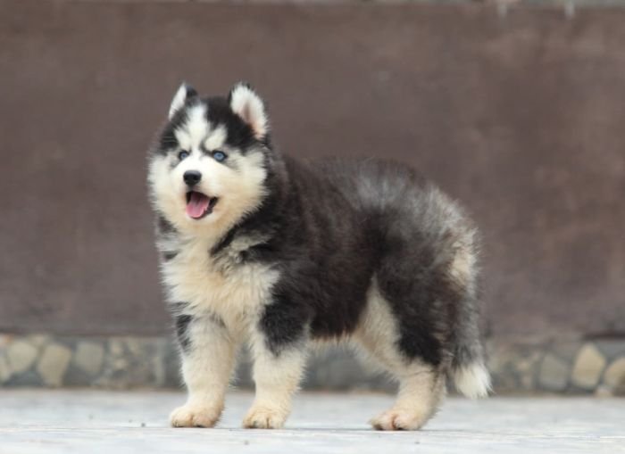DogsIndia.com - Siberian Husky - Dr. Taranath