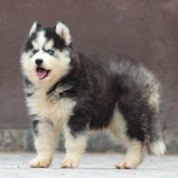 DogsIndia.com - Siberian Husky - Dr. Taranath