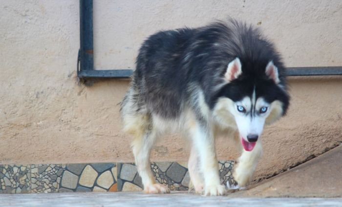 DogsIndia.com - Siberian Husky - Dr. Taranath