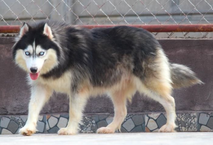 DogsIndia.com - Siberian Husky - Dr. Taranath