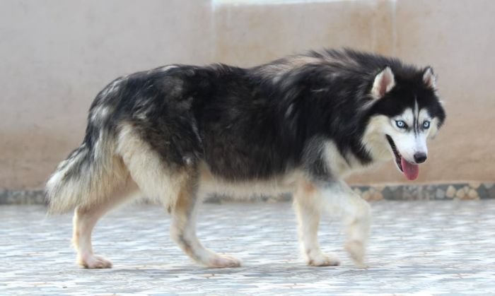 DogsIndia.com - Siberian Husky - Dr. Taranath