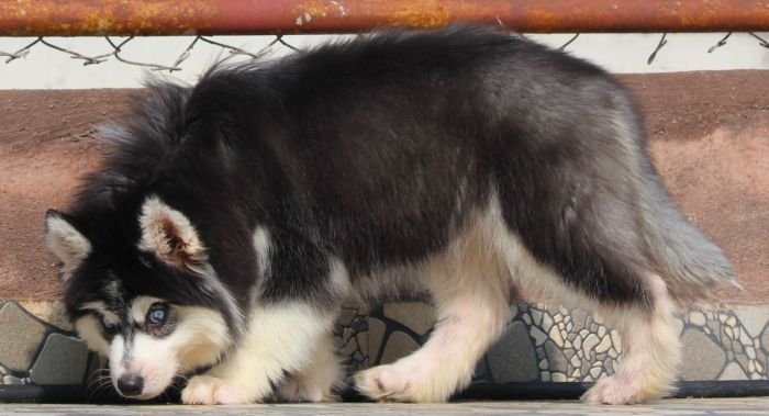 DogsIndia.com - Siberian Husky - Dr. Taranath