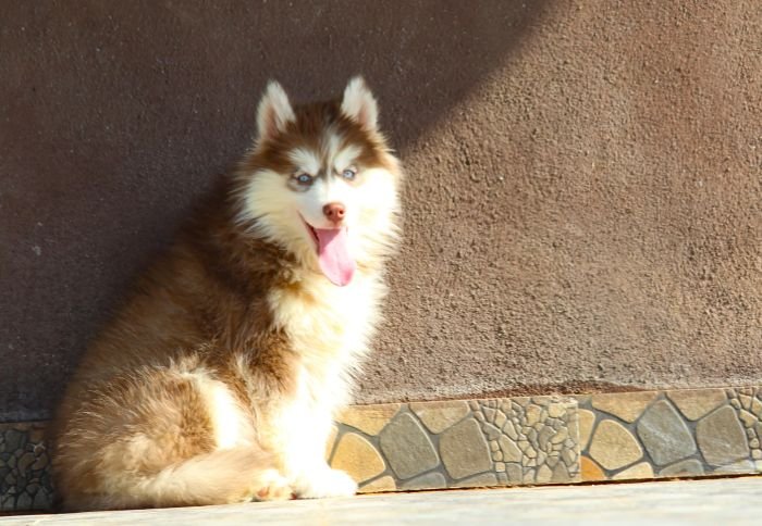 DogsIndia.com - Siberian Husky - Dr. Taranath