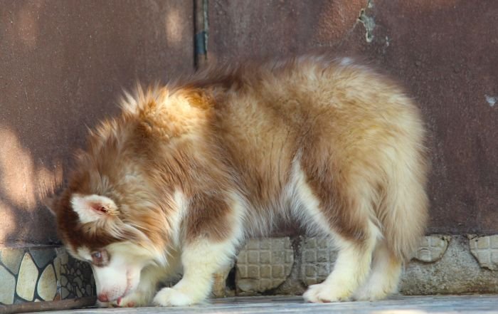 DogsIndia.com - Siberian Husky - Dr. Taranath