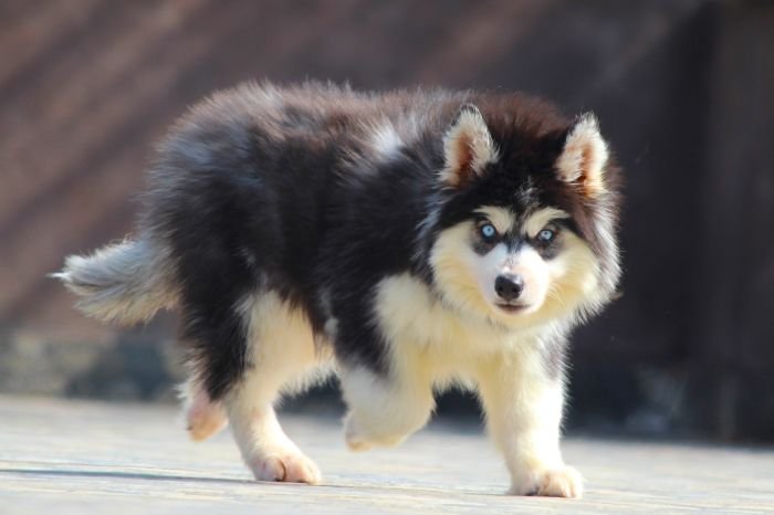 DogsIndia.com - Siberian Husky - Dr. Taranath