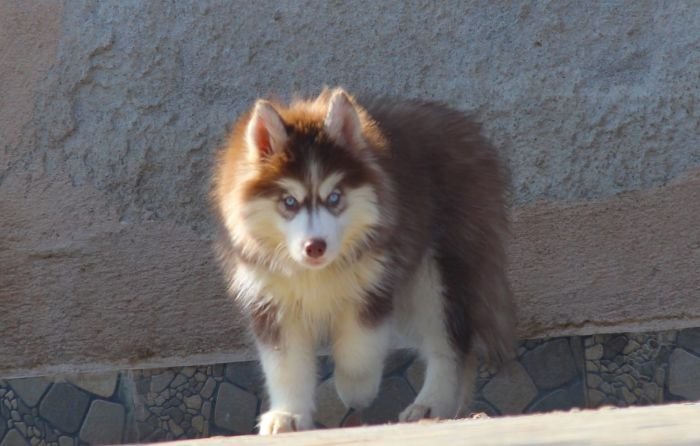 DogsIndia.com - Siberian Husky - Dr. Taranath