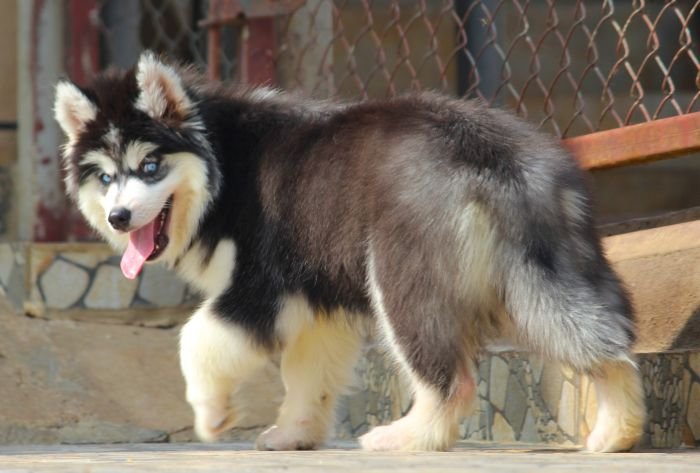 DogsIndia.com - Siberian Husky - Dr. Taranath