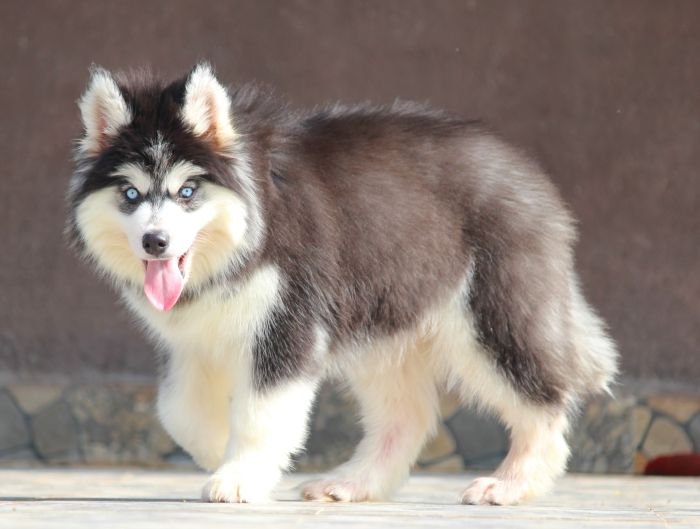 DogsIndia.com - Siberian Husky - Dr. Taranath