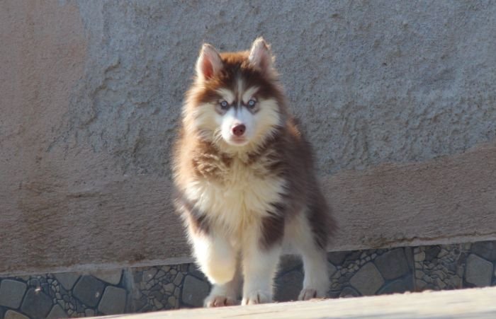 DogsIndia.com - Siberian Husky - Dr. Taranath