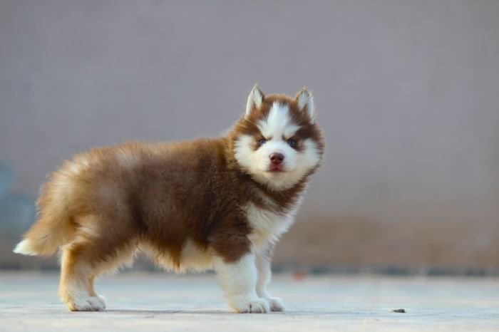 DogsIndia.com  Siberian Husky  Dr. Taranath