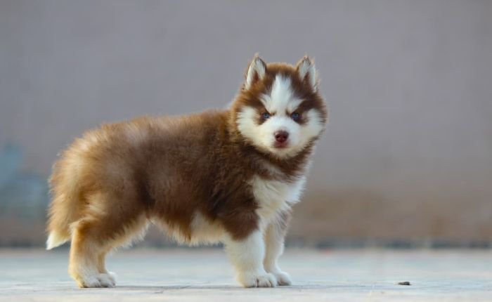 DogsIndia.com  Siberian Husky  Dr. Taranath