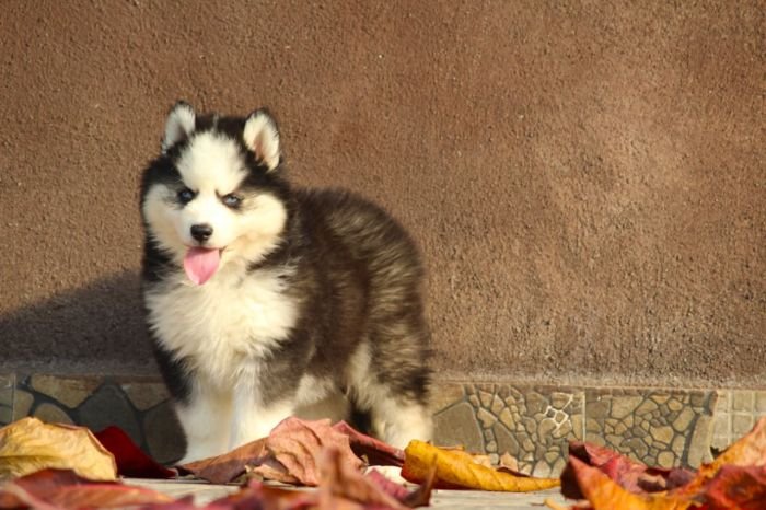 DogsIndia.com  Siberian Husky  Dr. Taranath