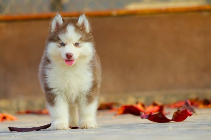 DogsIndia.com  Siberian Husky  Dr. Taranath